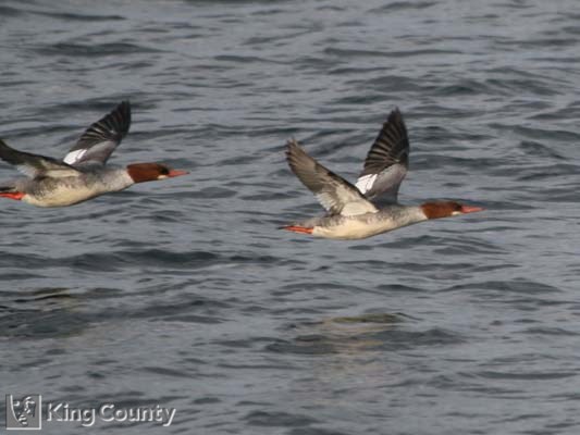 Photo of Common Merganser - Mergus merganser
